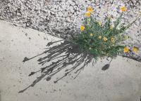 Shadows by Susan Anderson