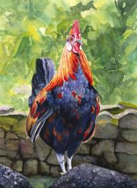Tahiti Rooster by Stephanie Zinman