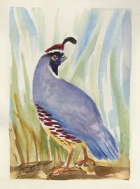 Gambels Quail by Summer Celeste